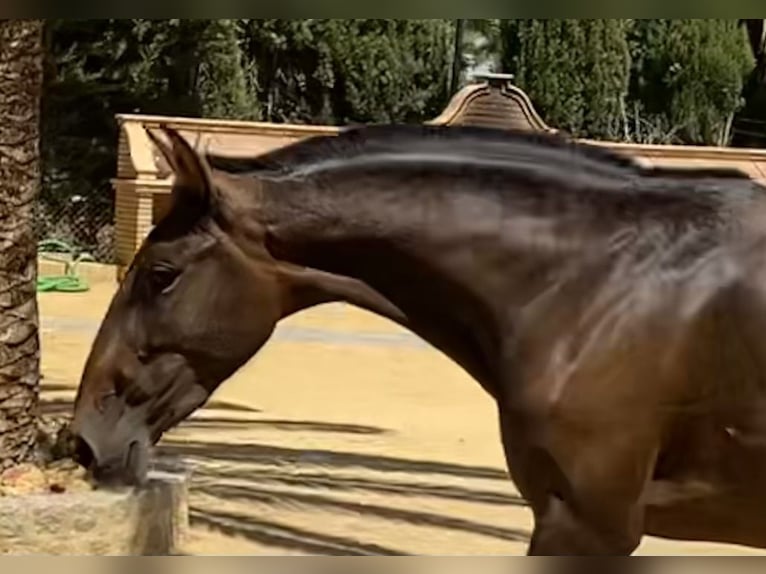PRE Yegua 4 años 163 cm Castaño oscuro in Fuentes De Andalucia