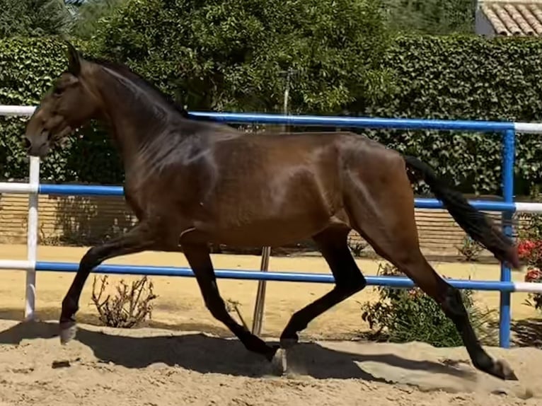 PRE Yegua 4 años 163 cm Castaño oscuro in Fuentes De Andalucia