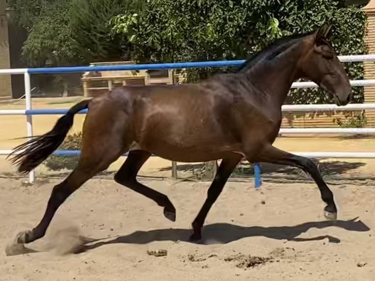 PRE Yegua 4 años 163 cm Castaño oscuro in Fuentes De Andalucia