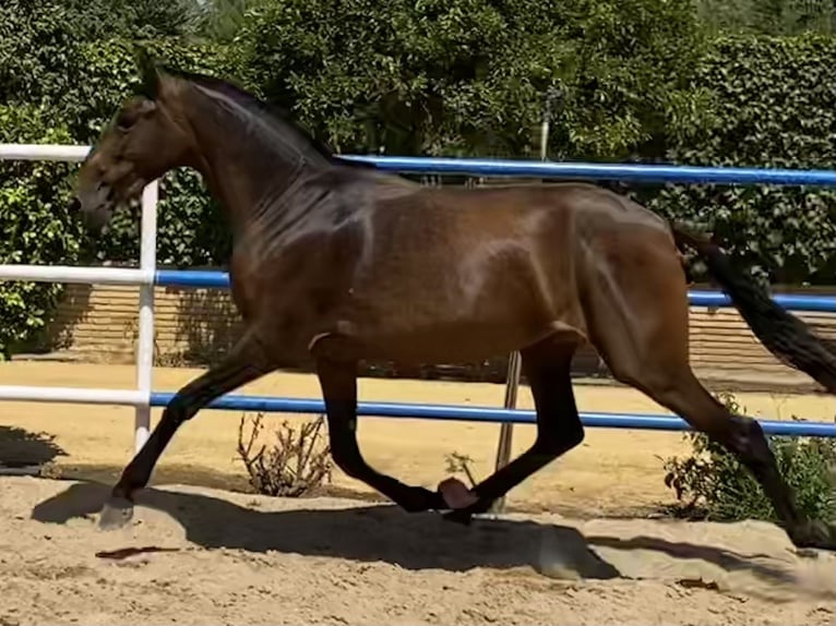 PRE Yegua 4 años 163 cm Castaño oscuro in Fuentes De Andalucia