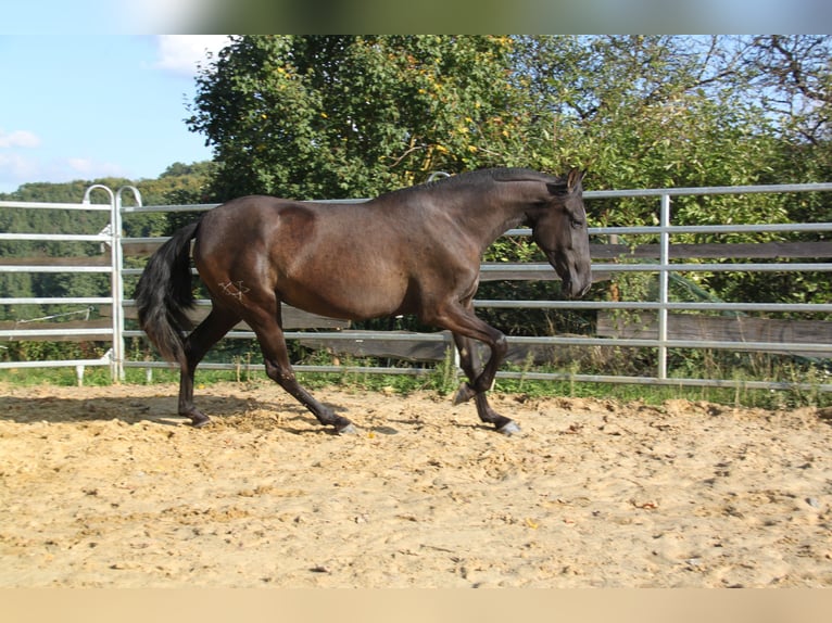 PRE Mestizo Yegua 4 años 163 cm Negro in Kirn