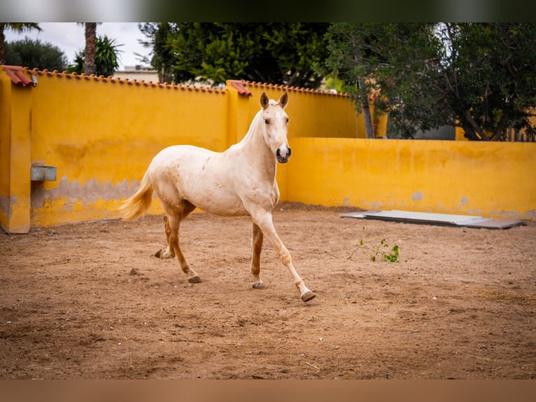 PRE Mestizo Yegua 4 años 163 cm Palomino in Valencia