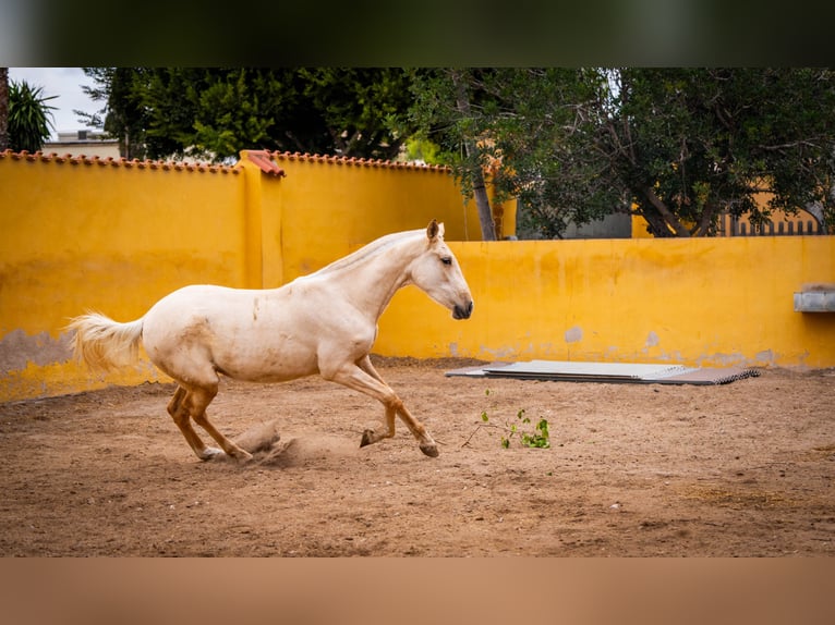 PRE Mestizo Yegua 4 años 163 cm Palomino in Valencia