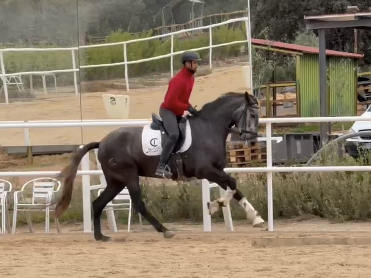 PRE Mestizo Yegua 4 años 163 cm Tordo in Coín