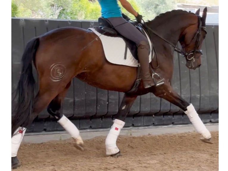 PRE Mestizo Yegua 4 años 164 cm Castaño in Navas Del Madroño