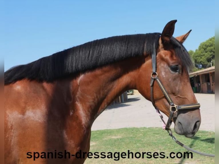 PRE Mestizo Yegua 4 años 164 cm Castaño in Barcelona