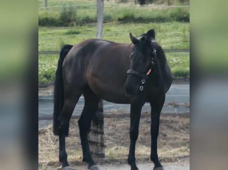 PRE Yegua 4 años 164 cm Negro in 351 chemin de la buffe 01170 CROZET