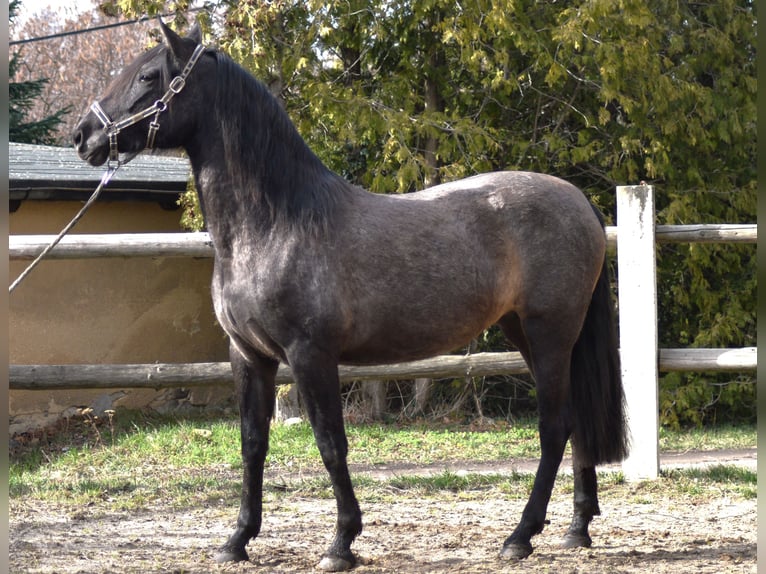 PRE Mestizo Yegua 4 años 165 cm in Kubschütz