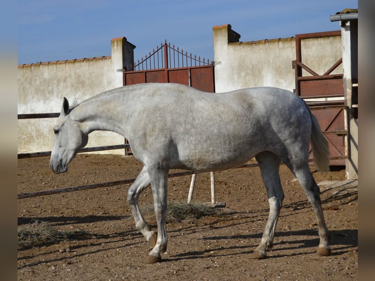 PRE Yegua 4 años 165 cm in Fuentes De Andalucia