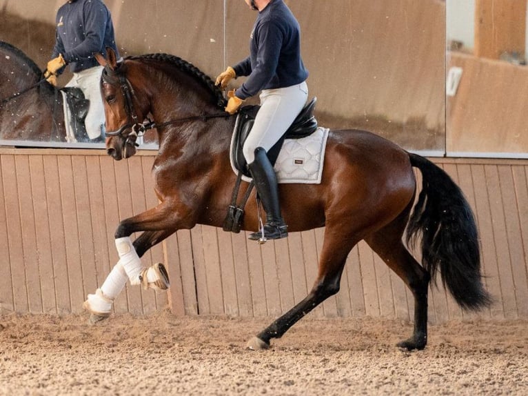 PRE Mestizo Yegua 4 años 165 cm Castaño in Navas Del Madroño