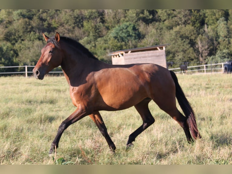 PRE Mestizo Yegua 4 años 165 cm Castaño in Brauweiler