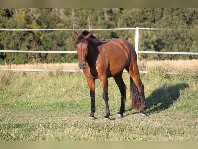 PRE Mestizo Yegua 4 años 165 cm Castaño in Brauweiler