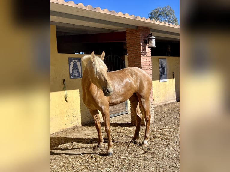 PRE Yegua 4 años 165 cm Palomino in Sorbas