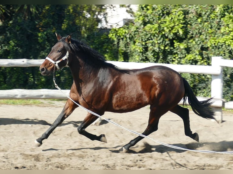 PRE Yegua 4 años 166 cm in Riudoms