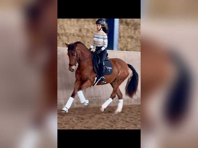 PRE Mestizo Yegua 4 años 166 cm Castaño in Bexbach