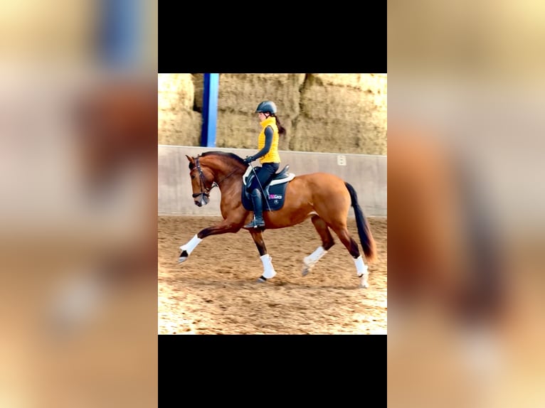 PRE Yegua 4 años 166 cm Castaño in Bexbach