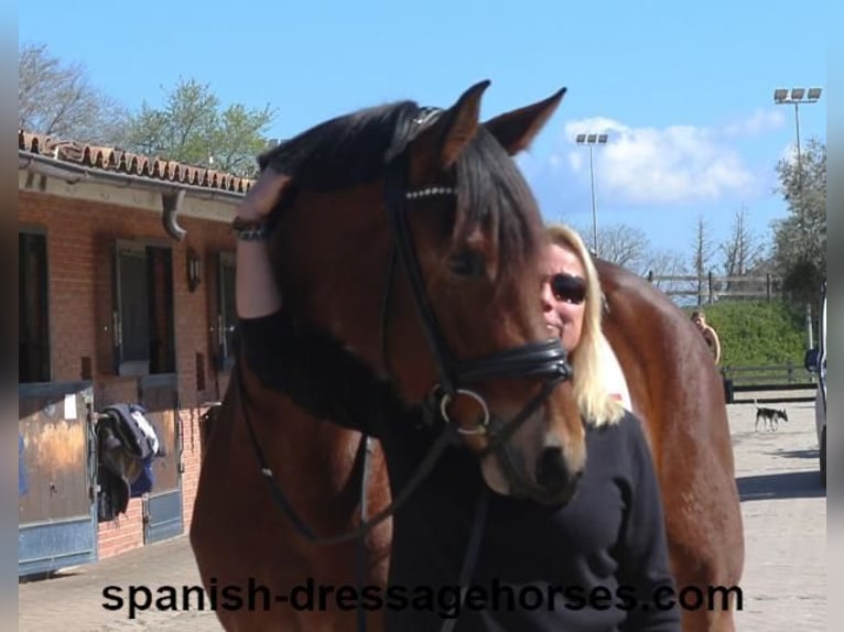 PRE Mestizo Yegua 4 años 167 cm Castaño in Barcelona