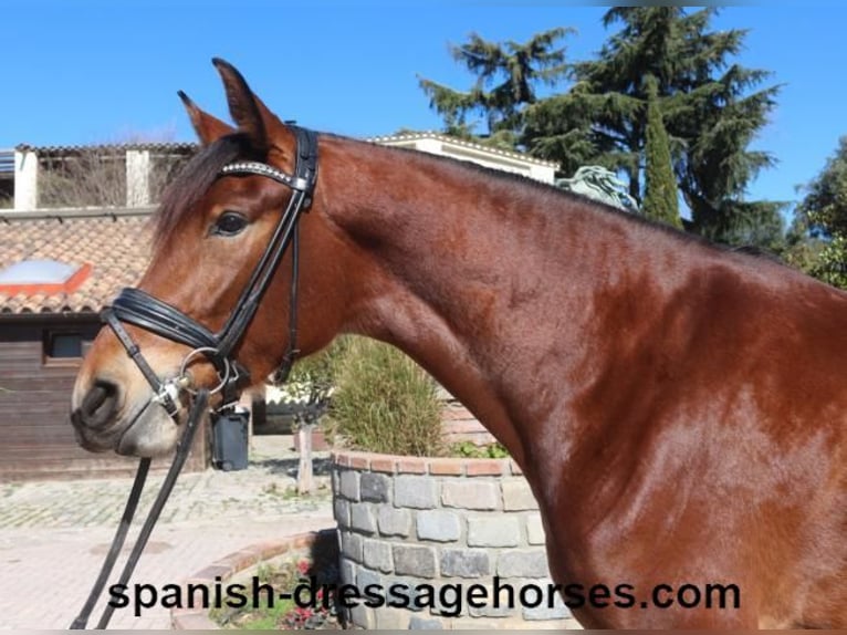 PRE Mestizo Yegua 4 años 167 cm Castaño in Barcelona