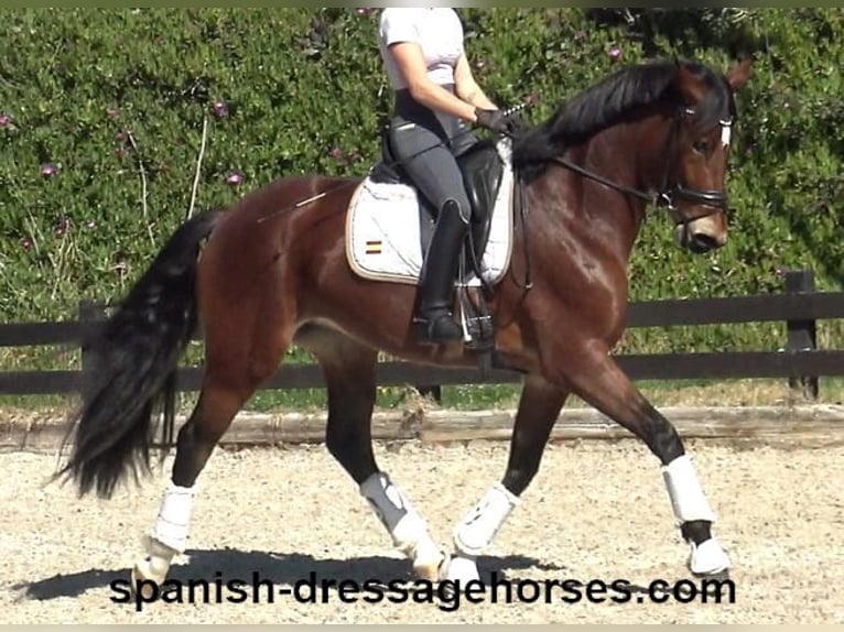 PRE Mestizo Yegua 4 años 167 cm Castaño in Barcelona