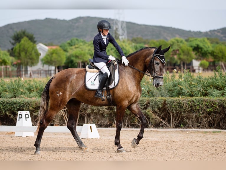 PRE Yegua 4 años 167 cm Tordo in Jerez de la Frontera