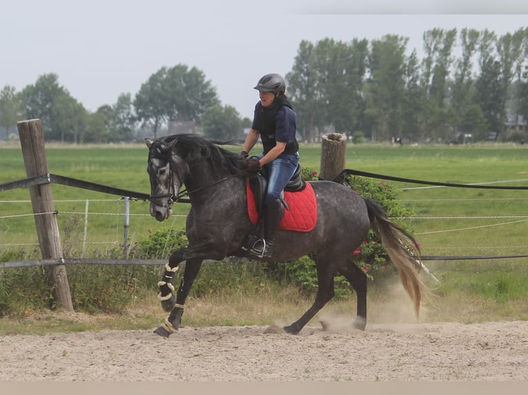 PRE Yegua 4 años 167 cm Tordo in Wremen