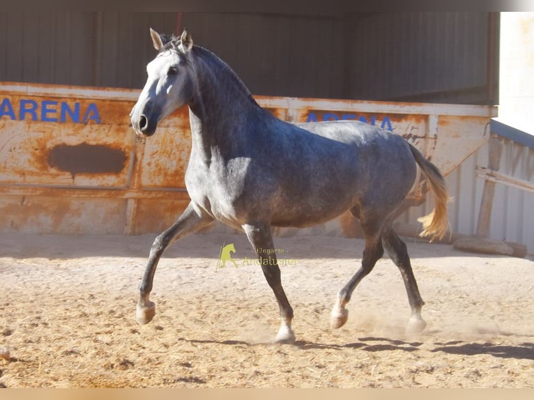 PRE Yegua 4 años 167 cm Tordo in Provinz Malaga