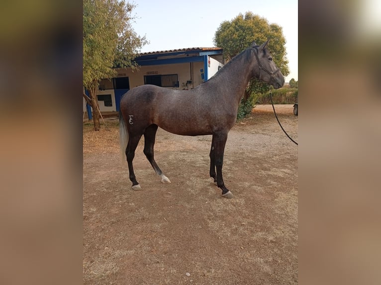 PRE Yegua 4 años 168 cm Tordo in Villanueva De Alcardete
