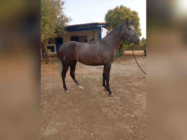 PRE Yegua 4 años 168 cm Tordo in Villanueva De Alcardete