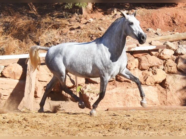 PRE Yegua 4 años 170 cm Tordo in Provinz Malaga
