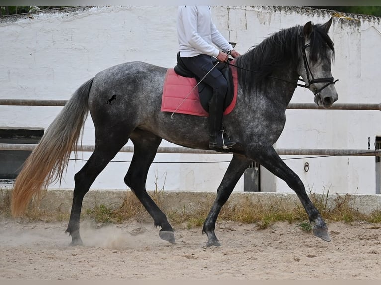 PRE Mestizo Yegua 4 años 170 cm Tordo in Menorca
