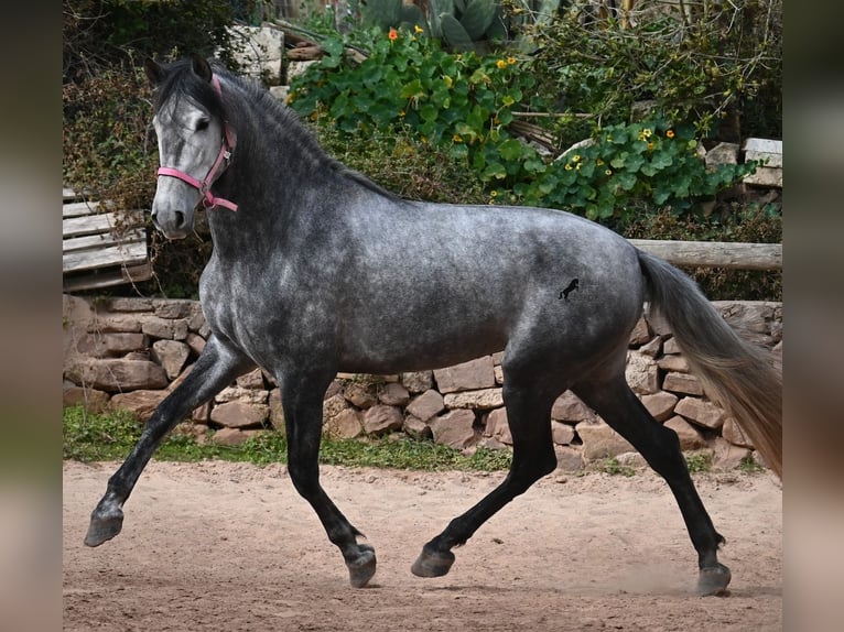 PRE Mestizo Yegua 4 años 170 cm Tordo in Menorca