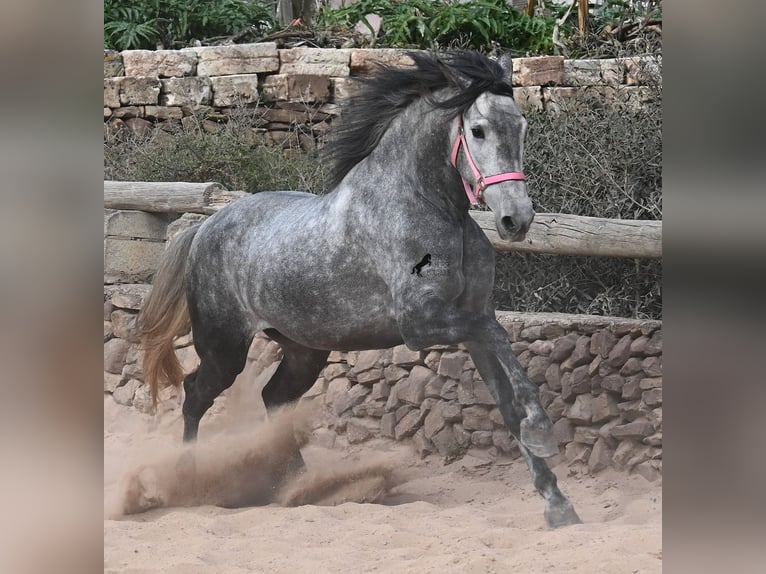 PRE Mestizo Yegua 4 años 170 cm Tordo in Menorca