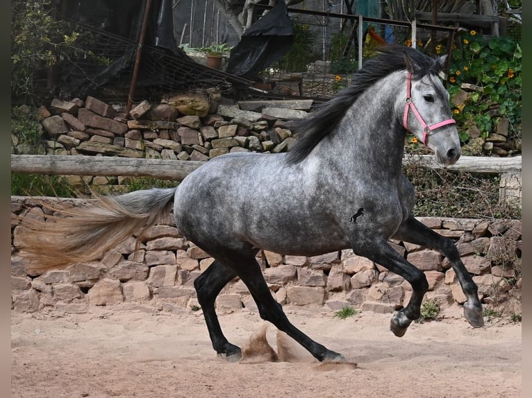 PRE Mestizo Yegua 4 años 170 cm Tordo in Menorca