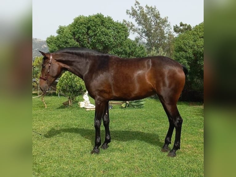 PRE Mestizo Yegua 4 años 172 cm Castaño in Tarifa