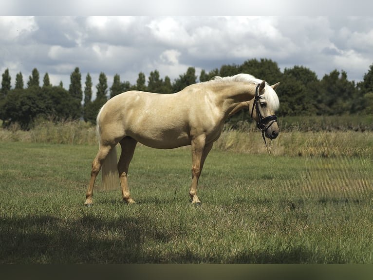 PRE Mestizo Yegua 5 años 135 cm Palomino in Coesfeld