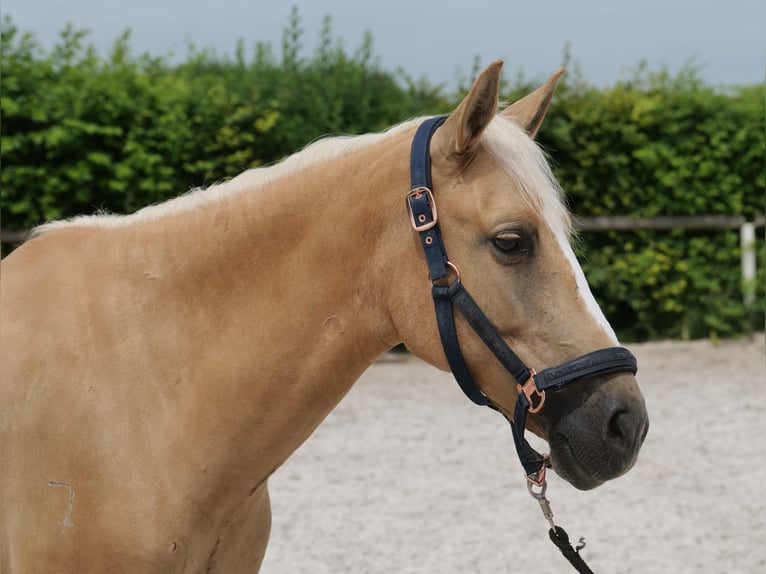 PRE Mestizo Yegua 5 años 150 cm Palomino in Neustadt (Wied)