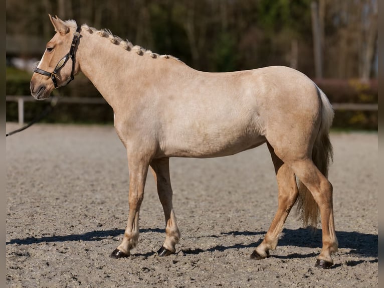 PRE Mestizo Yegua 5 años 150 cm Palomino in Neustadt (Wied)