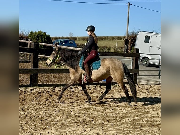 PRE Mestizo Yegua 5 años 153 cm Bayo in Daleiden