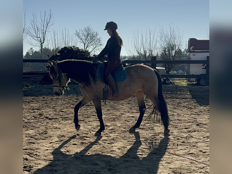 PRE Mestizo Yegua 5 años 153 cm Bayo in Daleiden