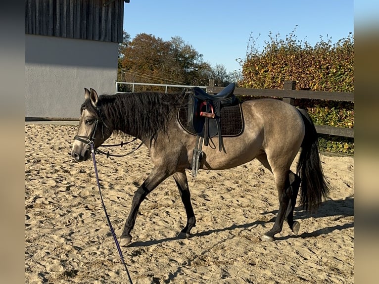 PRE Mestizo Yegua 5 años 153 cm Bayo in Daleiden