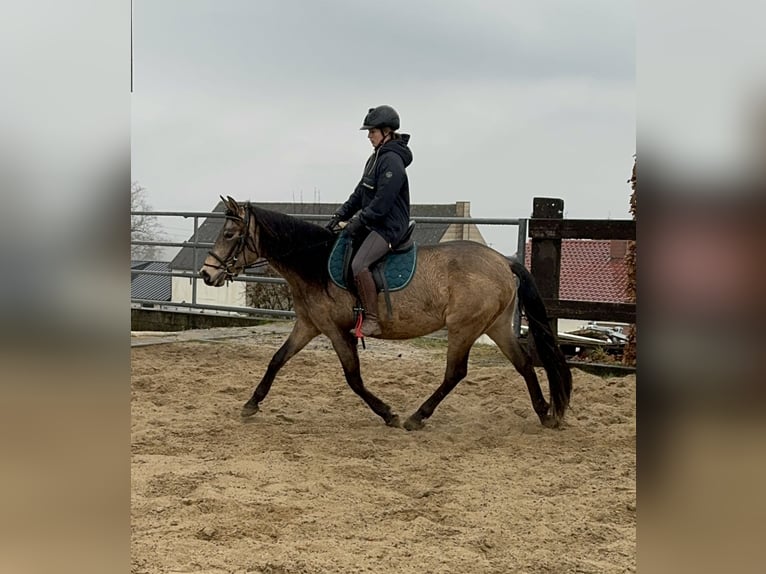 PRE Mestizo Yegua 5 años 153 cm Bayo in Daleiden