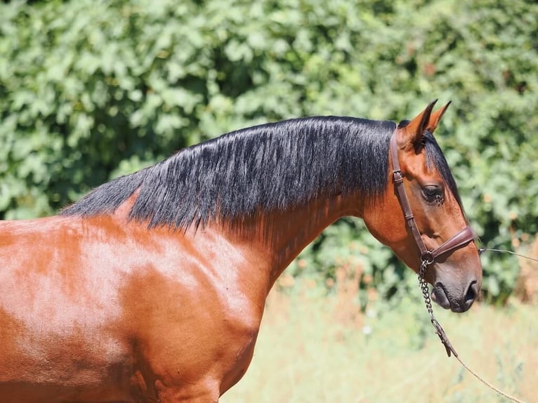 PRE Mestizo Yegua 5 años 154 cm Castaño in Navas Del Madroño