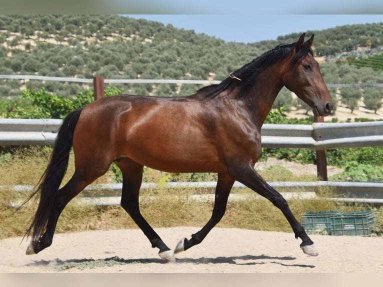 PRE Yegua 5 años 156 cm Castaño in Provinz Cordoba