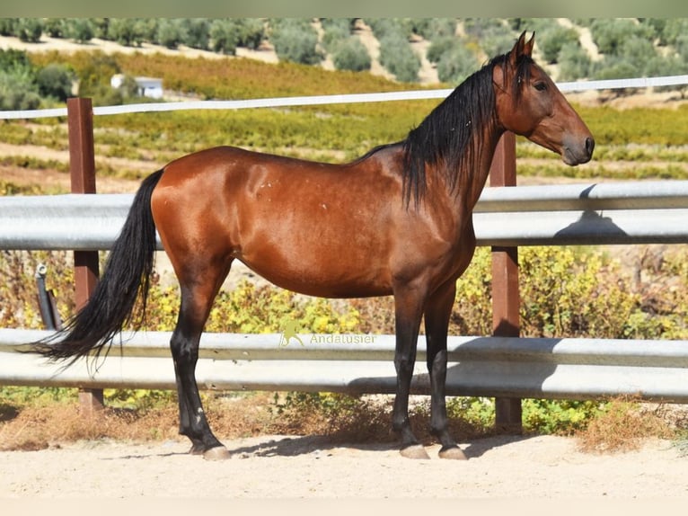 PRE Yegua 5 años 156 cm Castaño in Provinz Cordoba
