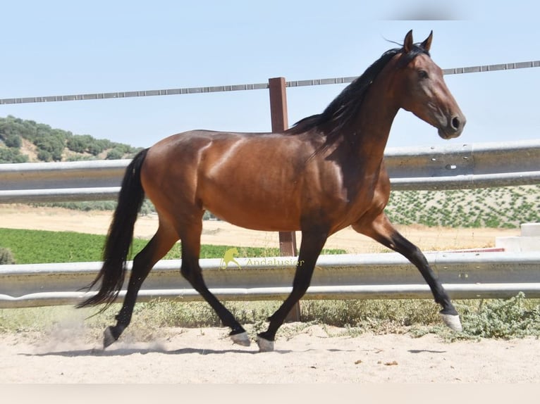 PRE Yegua 5 años 156 cm Castaño in Provinz Cordoba