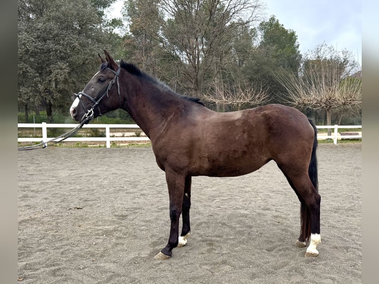 PRE Mestizo Yegua 5 años 156 cm Negro in Barcelona