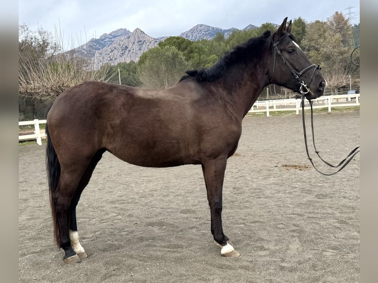 PRE Mestizo Yegua 5 años 156 cm Negro in Barcelona