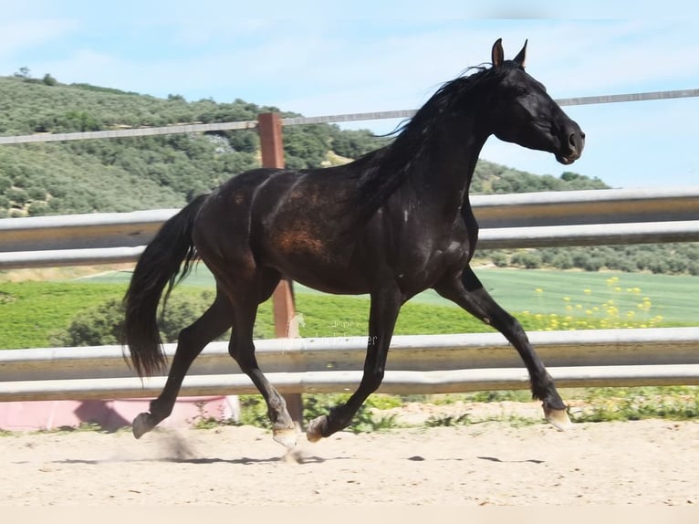 PRE Yegua 5 años 157 cm Negro in Miralvalles