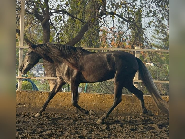 PRE Mestizo Yegua 5 años 157 cm Tordillo negro in Martfeld