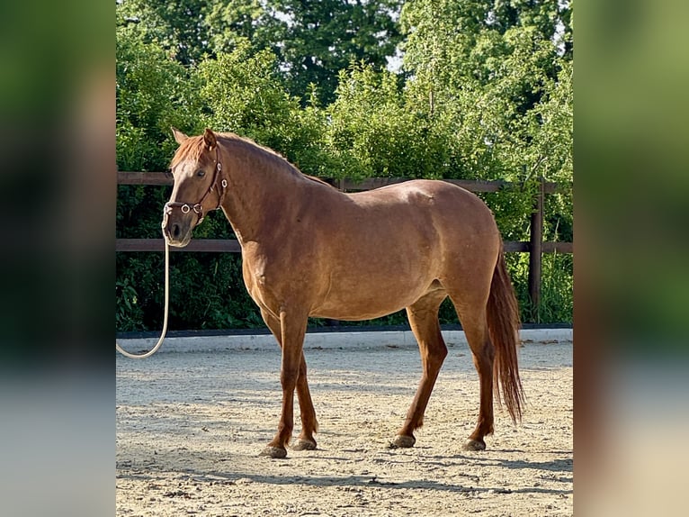 PRE Yegua 5 años 158 cm Alazán in StahnsdorfStahnsdorf
